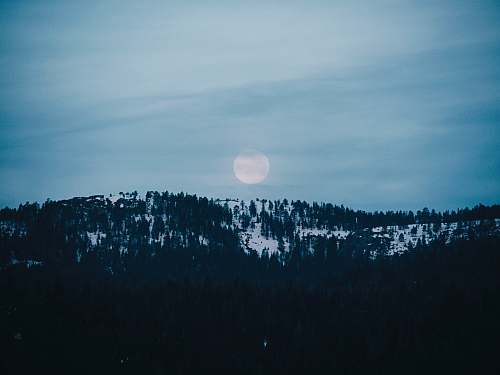 moon landscape photo of trees in forest at golden hour shaver lake